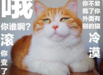 揭秘人与猫咪的神秘默契：那些真正通猫性的人