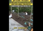 河沟奇案：18斤大鹅离奇消失之谜